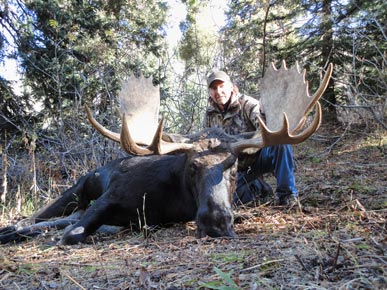 Moose Hunts